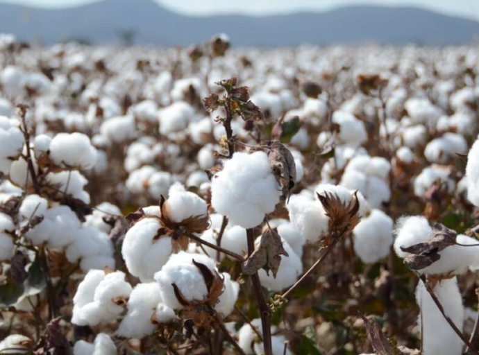 Bettering Lives and Crops: Better Cotton Expands in Côte d'Ivoire